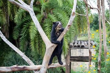 Beautiful and rare spectacled bear alone in the tree with depth of field blur. Tremarctos ornatus