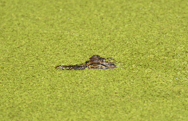 Alligator lurking under the surface in a pond in Louisiana, USA.