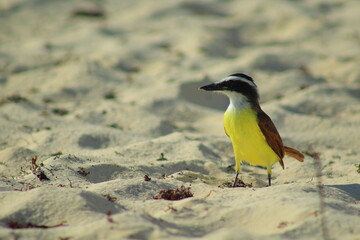 Yellow bird