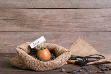 Tag with word SEED and young plants in eggshell on wooden background