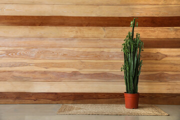 Big green cactus in pot near wooden wall