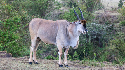 Obraz na płótnie Canvas The common eland, also known as the southern eland or eland antelope, is a savannah and plains antelope found in East and Southern Africa. 