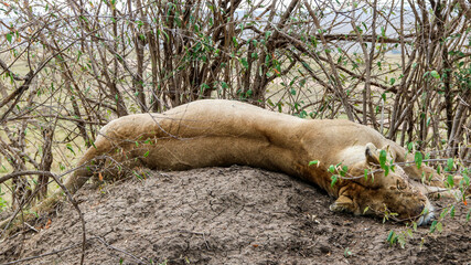 Fototapeta premium Leona resting after a failed hunt.