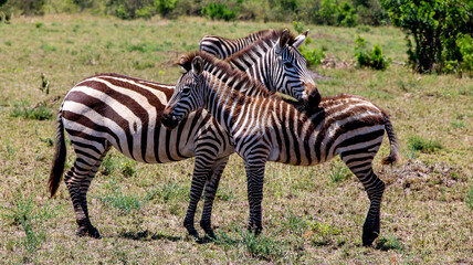 Fototapeta na wymiar Nap time in the maasai mara. Kenya.Africa