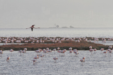 Fototapeta premium Pink Flamingos