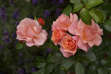 Floribunda roses Aprikola in garden