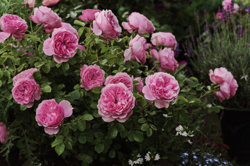 Pink Roses Leonardo da Vinci in garden