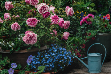 Roses Leonardo da Vinci in garden