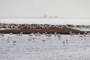 Pink Flamingos