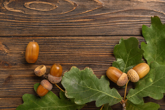 Oak tree leaves and acorns on wooden background