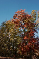 Fototapeta premium Red Gold and Green Leaves on Park Trees on Sunny Autumn Day