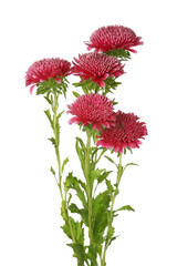 Delicate aster flowers on white background, closeup