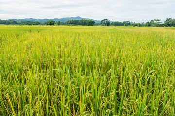 Scenery of harvested rice fields and sky