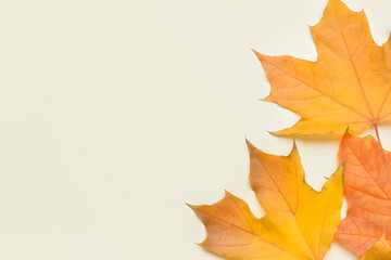 Fototapeta na wymiar Autumn maple leaves on light background