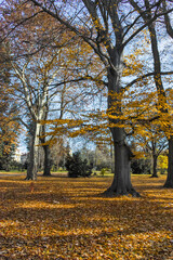 Autumn Landscape of Borisova gradina (Boris Garden) in Sofia, Bulgaria