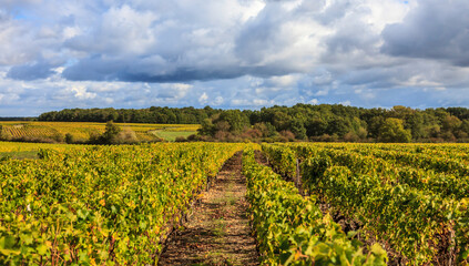 French Vineyards