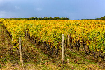 Fototapeta na wymiar French Vineyards