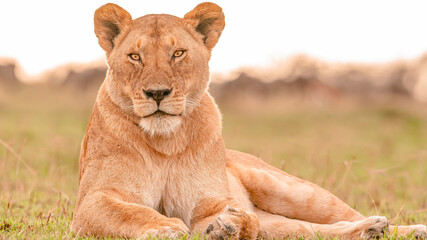 beautiful lioness