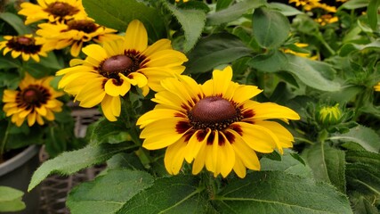 Yellow Denver daisy rudbeckia flowers in full bloom outdoors