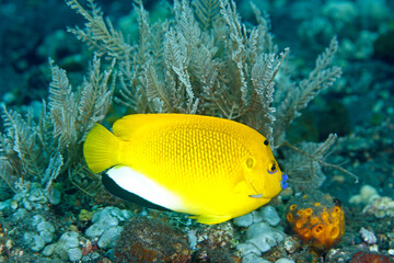 Fototapeta na wymiar Three-Spot Angelfish swimming underwater on a coral reef