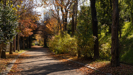 Fototapeta na wymiar 日本の秋｜並木道の紅葉