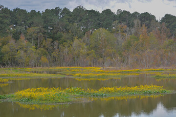 Beautiful wilderness landscape, in a remote part of Lincoln County, Mississippi