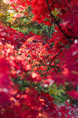 대한민국 경기도 과천 가을 단풍 풍경