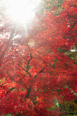 대한민국 경기도 과천 가을 단풍 풍경