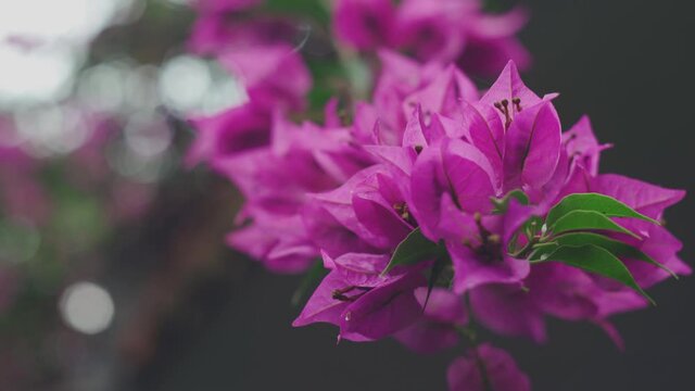 Beautiful pink purple bougainvillea creeper flowers. Bright pink magenta bougainvillea flowers background. Blooming spring flower.