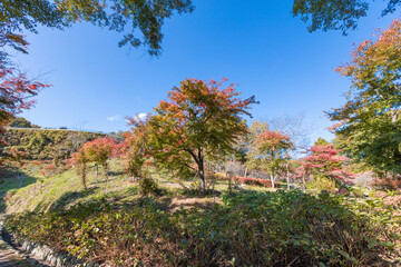 秩父ミューズパークのもみじの紅葉