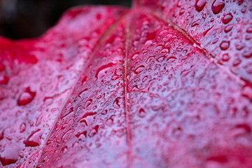 water drops on red leaf