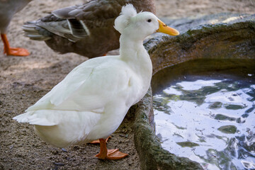 The  white Crested is a breed of domestic duck. It was probably brought to Europe from the East Indies by Dutch ships.
The crest is large and well centered on top of the skull.