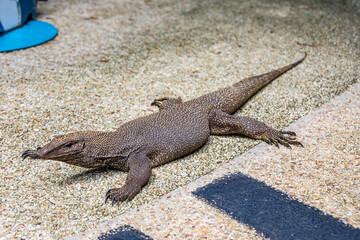 The clouded monitor (Varanus nebulosus) is a species of monitor lizard, native to Burma, Thailand and Indochina to West Malaysia, Singapore, Java, and Sumatra. They are excellent tree climbers.
