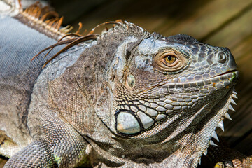 The Red Iguana(Iguana iguana) closeup image. 
it actually is green iguana, also known as the American iguana, is a large, arboreal, mostly herbivorous species of lizard of the genus Iguana.