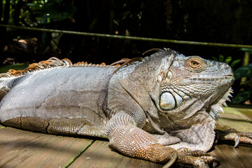 The Red Iguana(Iguana iguana) closeup image. 
it actually is green iguana, also known as the American iguana, is a large, arboreal, mostly herbivorous species of lizard of the genus Iguana.