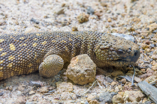 The Mexican Beaded Lizard (Heloderma Horridum) Is A Species Of Lizard In The Family Helodermatidae, One Of The Two Species Of Venomous Beaded Lizards Found Principally In Mexico And Southern Guatemala