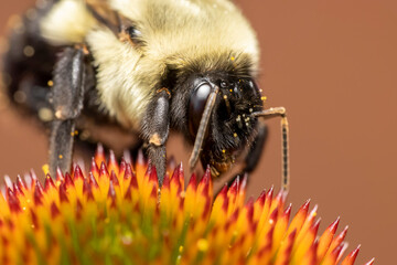 Close up shot of bumble bee on a cone flower collecting pollen