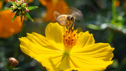 Yellow orange blossom  floral sunflower natural bee animal pet wildlife fly wing honey nectar  pollen insect botany organic filed farm environment spring autumn season
