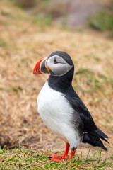 Naklejka premium Portrait of cute Atlantic Puffin bird shot in Northern Iceland