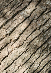Tree trunk bark closeup.
