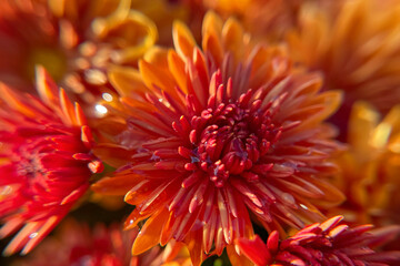Close up shot of orange chrysanthemum with selective focus.