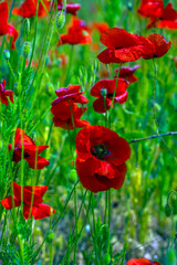 Naklejka premium red poppies in spring on a sunny day among the green grass