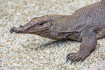 The clouded monitor (Varanus nebulosus) is a species of monitor lizard, native to Burma, Thailand and Indochina to West Malaysia, Singapore, Java, and Sumatra. They are excellent tree climbers.