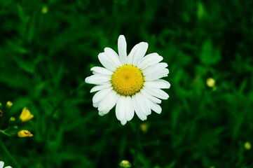 Fototapeta premium Dandelion in Summer