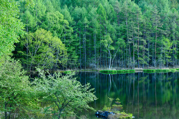 lake in the woods