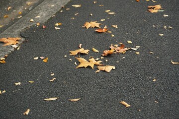 スズカケの木の落葉