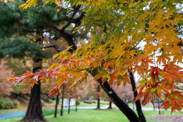 The scenery of the park where autumn rain and maple leaves fall