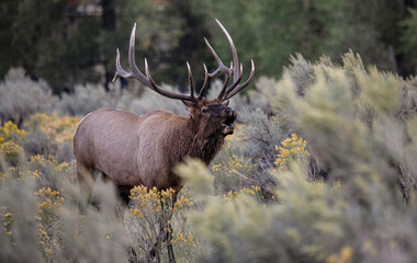 Bugling Elk 6