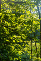 Trekking scenery Sothern alps Japan   