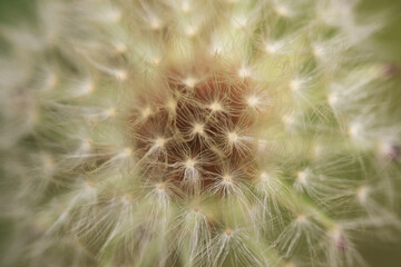 タンポポ・冠毛